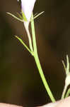 Canby's lobelia